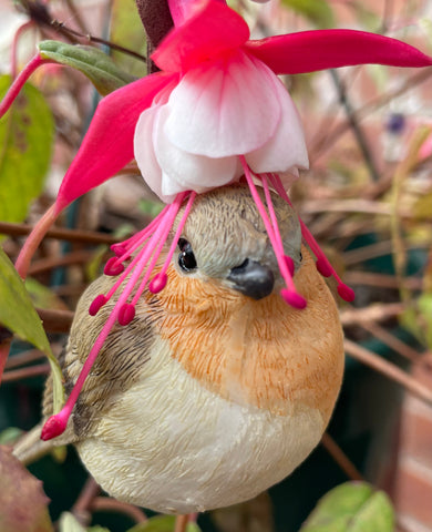 Robin - to send a little message of love